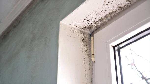 Best Fast Mold Removal  in Waldwick, NJ