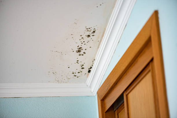 Best Toxic Mold Removal  in Waldwick, NJ