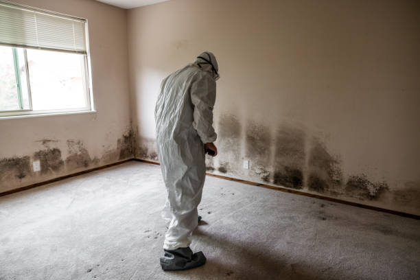Mold Testing and Removal in Waldwick, NJ