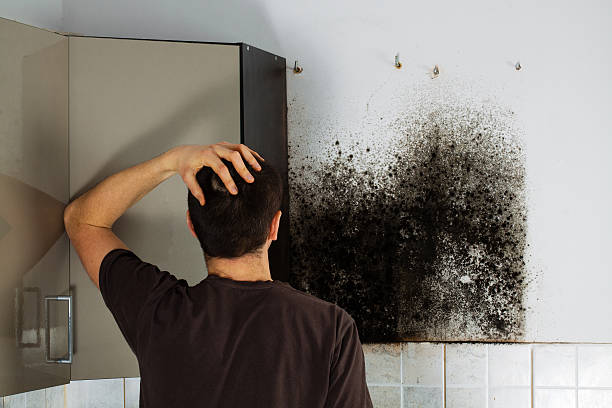 Attic Mold Removal in Waldwick, NJ